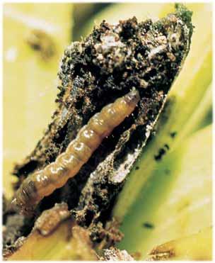 POLILLA (Scrobipalpa ocellatella) CICLO DE VIDA Y DESCRIPCIÓN: Larva de