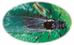 Normalmente pasan desapercibidos por su tamaño, coloración, posición y baja población. Colonia de M. persicae ( P. verde) Adulto alado de M.