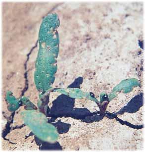 PULGUILLA (Chaetocnema tibialis) CICLO DE VIDA Y DESCRIPCIÓN: Plaga típica de la zona de siembra primaveral.