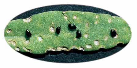 Adultos de pulguilla y daño en cotiledones Es un pequeño coleóptero negro que en estado adulto se alimenta de los cotiledones y primeras hojas.