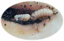 A principio de primavera se registra la mayor actividad de Cleonus, coincidiendo con el período de acoplamiento y puesta. La hembra pone sus huevos aislados próximos a la raíz de la remolacha.