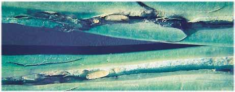 Pupas de lixus en el interior del peciolo LIXUS (Lixus junci y Lixus scabricollis) Larva de lixus CICLO DE VIDA Y DESCRIPCIÓN: Los adultos de Lixus junci son de gran tamaño, de 9 a 15 mm.