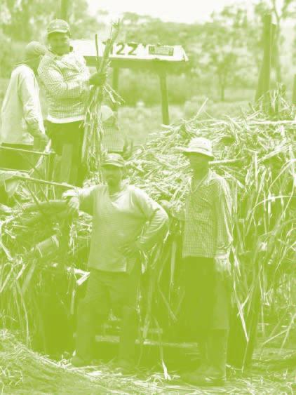 Ministerio de Agricultura: La Industria Azucarera 20042011