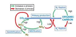 Balances de nutrientes y ciclos acoplados La velocidad de la productividad primaria (fijación de CO 2 ) está controlada por varios factores, en particular por la magnitud de la biomasa fotosintética