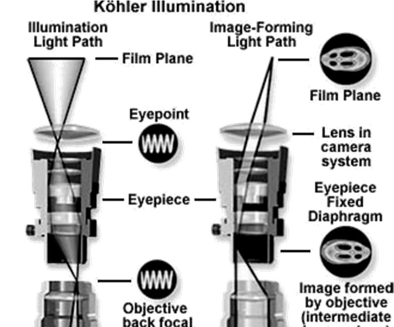Microscopio: iluminación Köhler La iluminación Köhler crea un campo