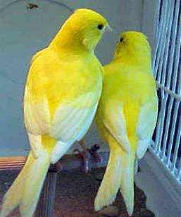 CANARIOS LIPOCRÓMICOS. GENERALIDADES Heredado de sus primitivos antecesores y por desaparición de las melaninas, el amarillo es el color de base o de fondo del canario ancestral.