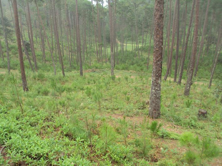 la reforestación y restauración integral de micro-cuencas de un millón de ha en 2018.