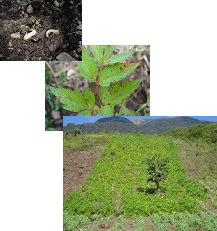 Multiplicación de semilla de arracacha en campo. Desarrollo de componentes tecnológicos para la producción ecológica de arracacha.
