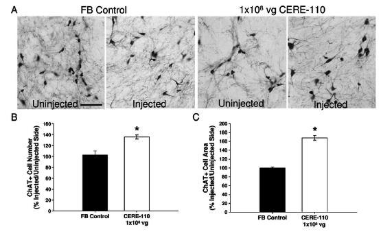 Figura 9. Bioactividad de CERE-110 en neuronas colinérgicas del cerebro anterior basal NBM en una rata envejecida.