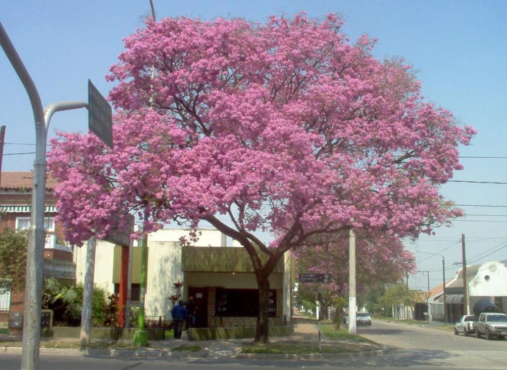 2. Especie arbórea nativa de América, sumamente distintiva por sus vistosas flores rosadas, que aparecen cuando aún se