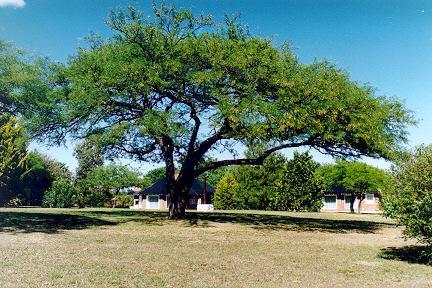 8. Árbol nativo de Argentina, su corteza segrega el copal, sustancia resinosa