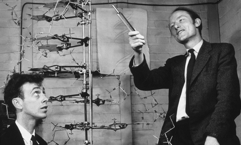 Su estructura secundaria fue propuesta por Watson y Crick en 1953, y consite en una doble hélice de ADN dextrógira (ADN-B) formada