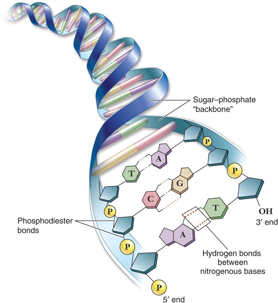 Estructura secundaria del ADN 1. Las dos cadenas polinucleotídicas son antiparalelas con direcciones opuestas. Una presenta la dirección 5-3 y la otra cadena la dirección 3-5. 2.
