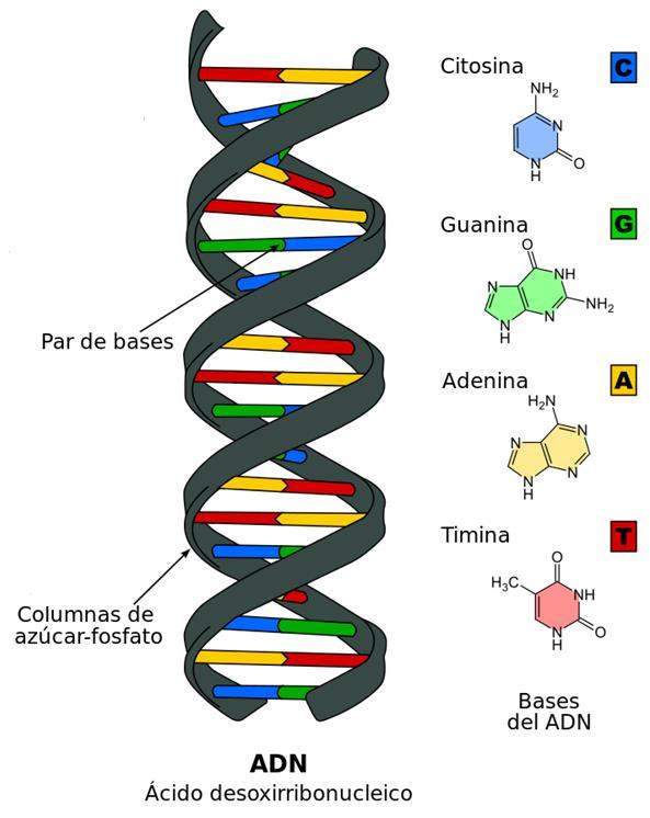 HABILIDAD: Diagrama estructura del ADN Dibuje un diagrama rotulado para mostrar cuatro nucleótidos de ADN, cada uno con una base nitrogenada diferente, unidos en dos
