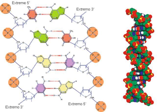 Desnaturalización del ADN El plegamiento y la estabilidad de la doble hélice se consigue fundamentalmente por los numerosos enlaces de hidrógeno entre diferentes regiones de las largas cadenas