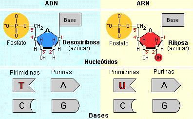 cuarta base (Timina en el ADN y Uracilo en el ARN). 4.