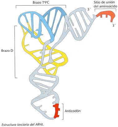 Ácido ribonucleico (ARN) 5. Las moléculas de ARN suelen tener únicamente estructura primaria. Sólo en algunos casos forman estructuras secundarias (doble hélice) y terciarias. 6.
