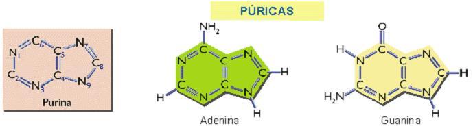 Estructura de los nucleótidos: Base nitrogenada La base nitrogenada también puede ser