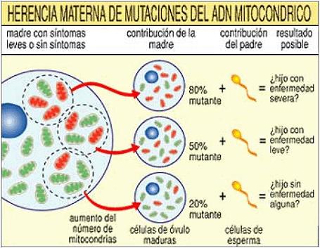 INFORMACION GENETICA A NIVEL CELULAR El ADN de las mitocondrias y el de los cloroplastos de las plantas se hereda por parte de uno solo de los padres, en general por parte de la madre