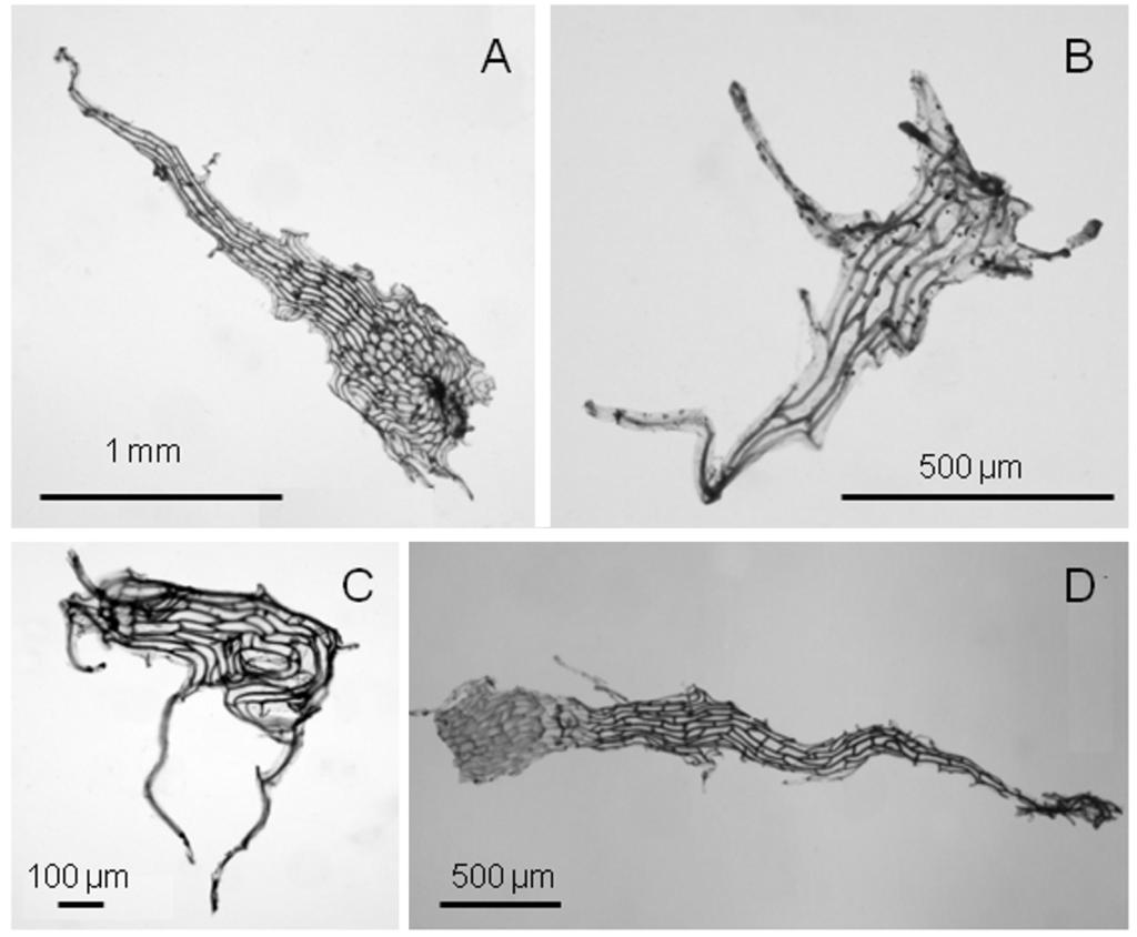 BONPLANDIA 23(1). 2014 Fig. 1. Indumento en Bolbitis serratifolia. A: Escama del rizoma. B: Escama del estípite. C: Escama de la costa. D: Escama del raquis.