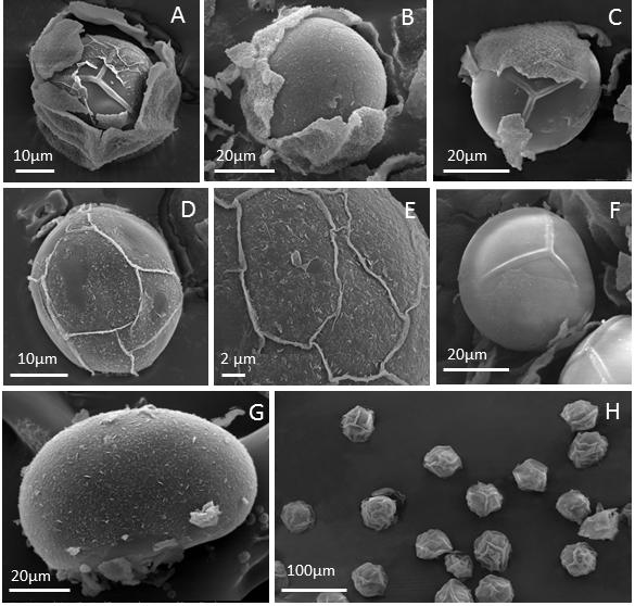 BONPLANDIA 23(1). 2014 Fig. 6. Esporas de Bolbitis serratifolia. A, C: Exosporio y perisporio en vista polar proximal. B: Exosporio y perisporio en vista polar distal.