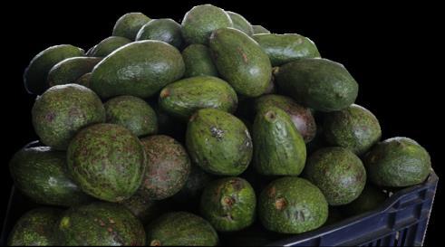 Frutas Aguacate criollo, grande (red de 90 a 100 unidades) Cuadro 1. Precio promedio semanal Precio promedio (Quetzales) Variación 196.67 205.