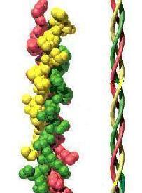 subunidades, para formar complejo proteico.