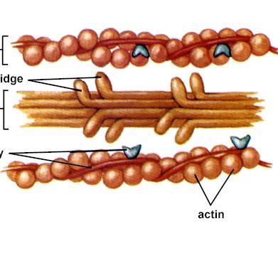Funciones de las proteínas Contracción (actina,