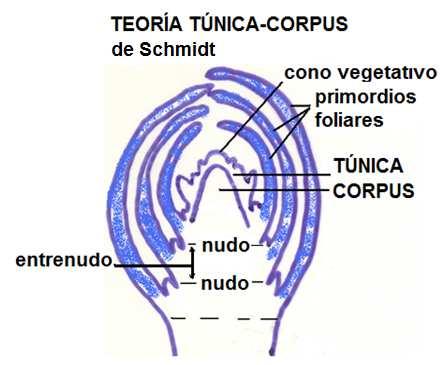 periblema y pleroma) Otra teoría sobre el origen del tallo es la de Túnica-Corpus de Schmidt (1924) (Ver Tejidos