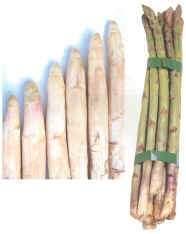 Corte longitudinal de Brassica oleracea var.