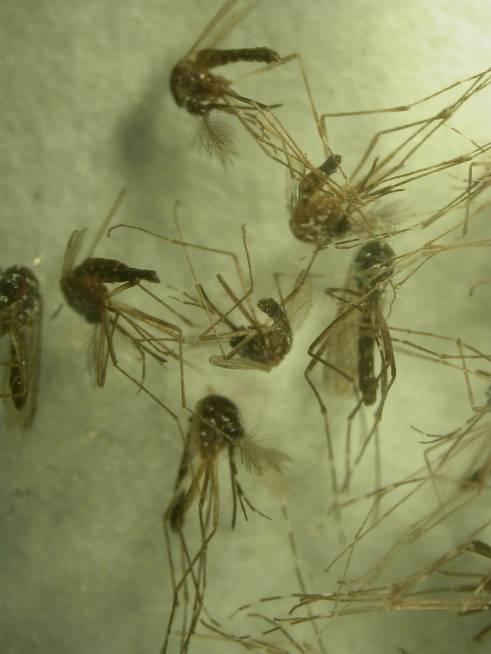 Vigilancia presencia de Aedes albopictus (adultos): Colocación de trampas BG