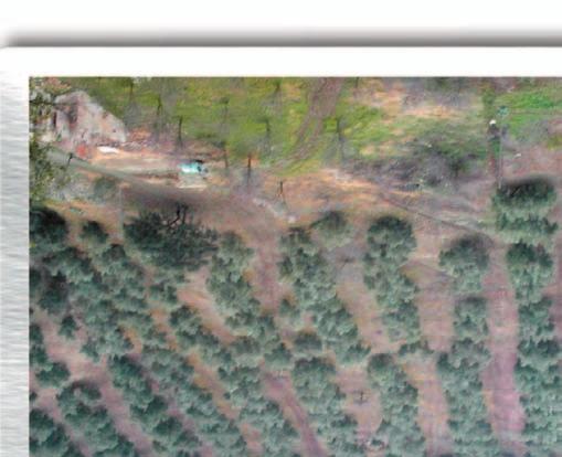 El olivar ocupa una gran extensión dentro del Parque. Paraje de Navasequilla. aguardientes.