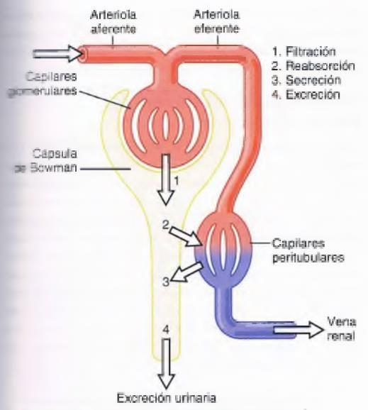 Secreción tubular: Gran parte de las sustancias de desecho son eliminadas durante la filtración, desde el plasma sanguíneo hacia el espacio urinífero.