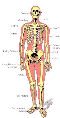 Pueden distinguirse, además: Huesos neumáticos: algunos huesos de la cara y del cráneo presentan cavidades rellenas de aire.