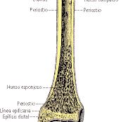 Corte longitudinal de un hueso largo (tibia). B. Cavidades de recepción: por ellas pasan tendones, arterias, venas y nervios.