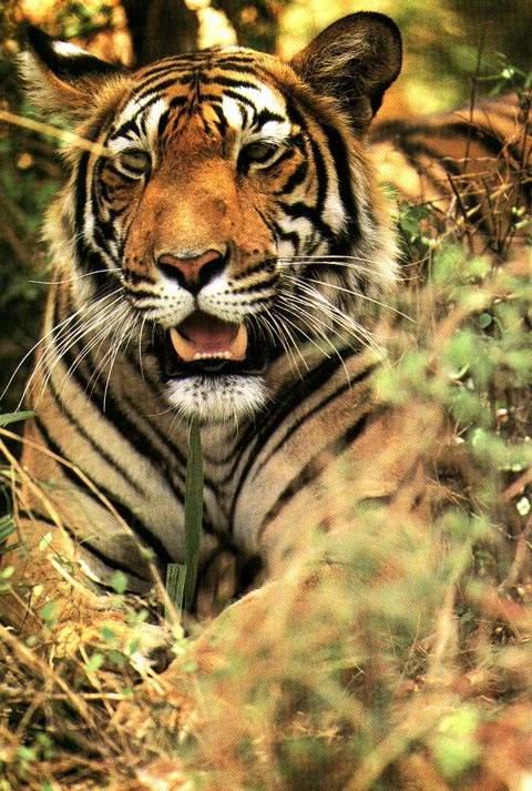 Nombre común: Tigre. Nombre científico: Pantera Tigris.