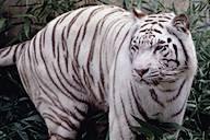 Tigre Siberiano Nombre científico: Panthera Tigris Altaica. Vive más al norte que las demás subespecies, al sureste de Siberia.