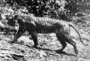 Nombre científico: Panthera Tigris Sondaica. Extinto desde 1980.