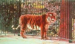 Nombre científico: Panthera Tigris Virgata. Esta extinguida desde 1970. Habitaba en tierras de Irak, Afganistán, etc. El pelaje era más oscuro. El tigre es carnívoro.