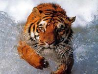 El tigre es originario de las zonas frías de Siberia, aunque ahora también se ha trasladado a las zonas tropicales.