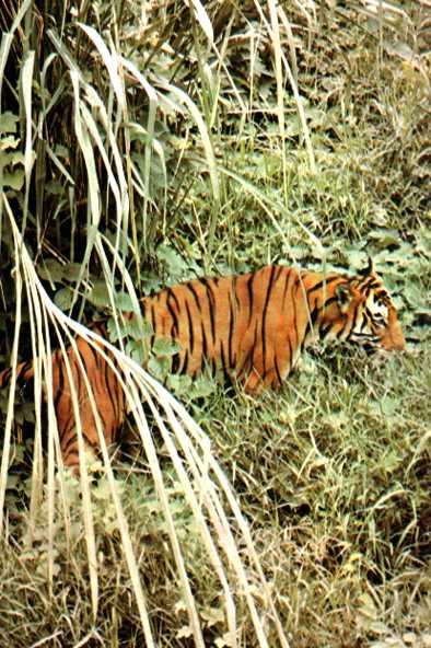 El tigre sólo establece un refugio en la época de cría para poder cuidar de sus crías, en las demás épocas va de un lado para otro, donde más presas haya, pero solamente salen