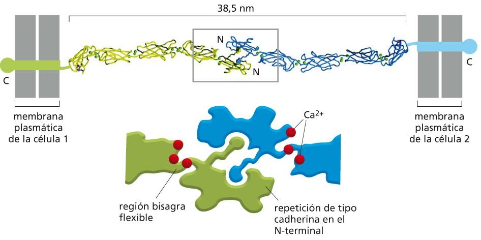 Estructura de las cadherinas Figura 19-9a Biología molecular de la