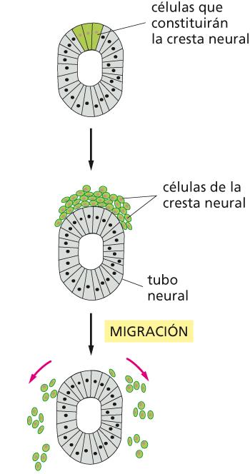 Dispersión y agrupamiento selectivo de células