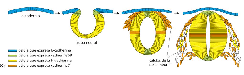 Cambios del patrón de expresión de cadherinas durante el desarrollo embrionario: los diferentes grupos de células se segregan unos de otros según las