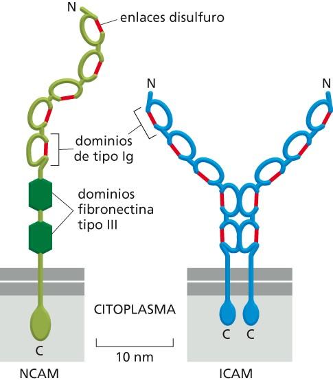 Moléculas de adhesión celular de la superfamilia de las inmunoglobulinas Ej. NCAM (neuronas) Ej.