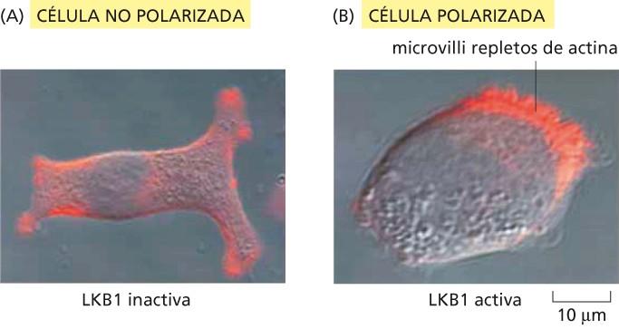 Polarización aislada de célula epitelial en respuesta a la activación de la kinasa LKB1 Figura