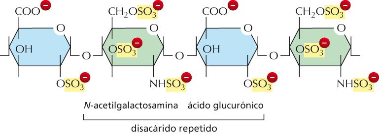 Secuencia repetida de disacáridos de las cadenas de glicosaminoglucanos (GAG).