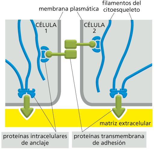 Las proteínas transmembrana de adhesión unen el citoesqueleto a estructuras celulares Figura