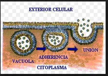 caso el interior de la célula) hacia uno en donde se presenta en menor concentración (exterior celular).