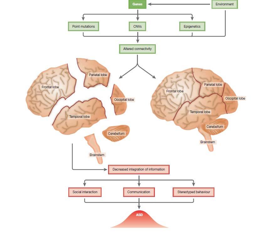 2. Descripción del autismo Bases genéticas Las alteraciones genéticas y el entorno modifican la conectividad cortical en el desarrollo del cerebro, produciendo los desórdenes neurológicos